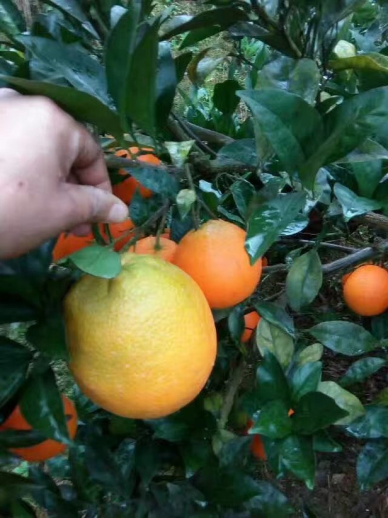 红美人28号苗，明日见苗，脐橙纽荷尔苗，甘平苗