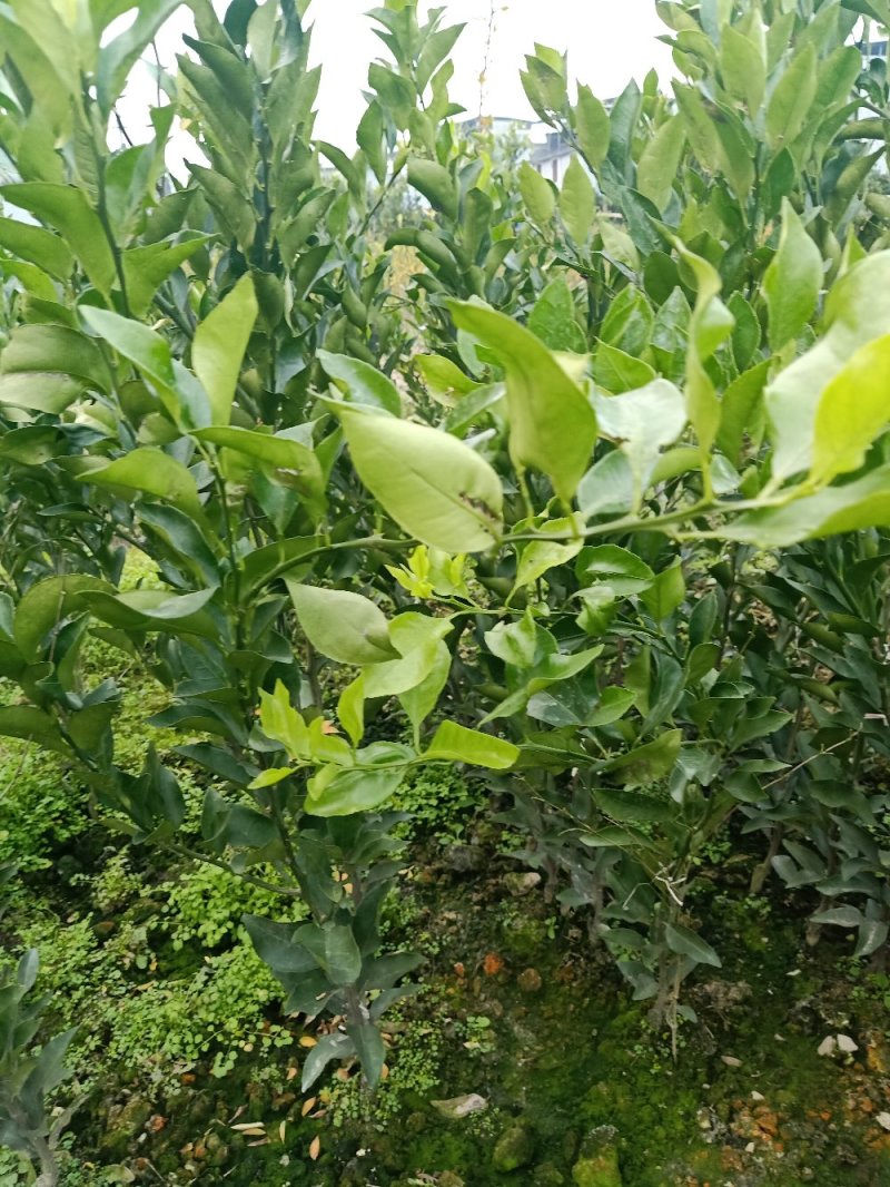 红美人28号苗，明日见苗，脐橙纽荷尔苗，甘平苗