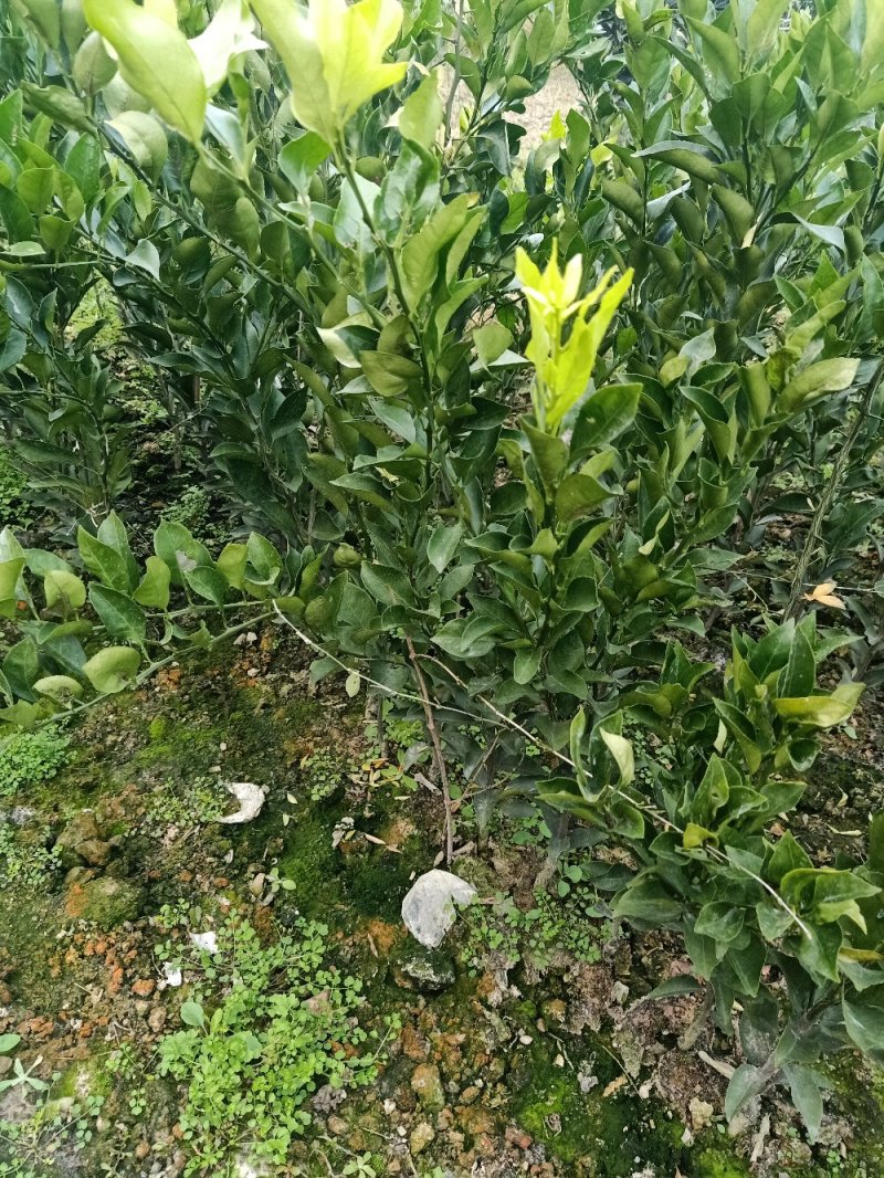 红美人28号苗，明日见苗，脐橙纽荷尔苗，甘平苗