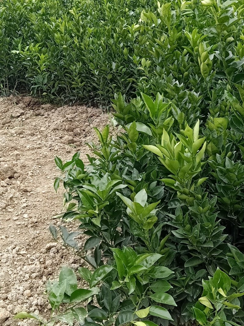 红美人28号苗，明日见苗，脐橙纽荷尔苗，甘平苗