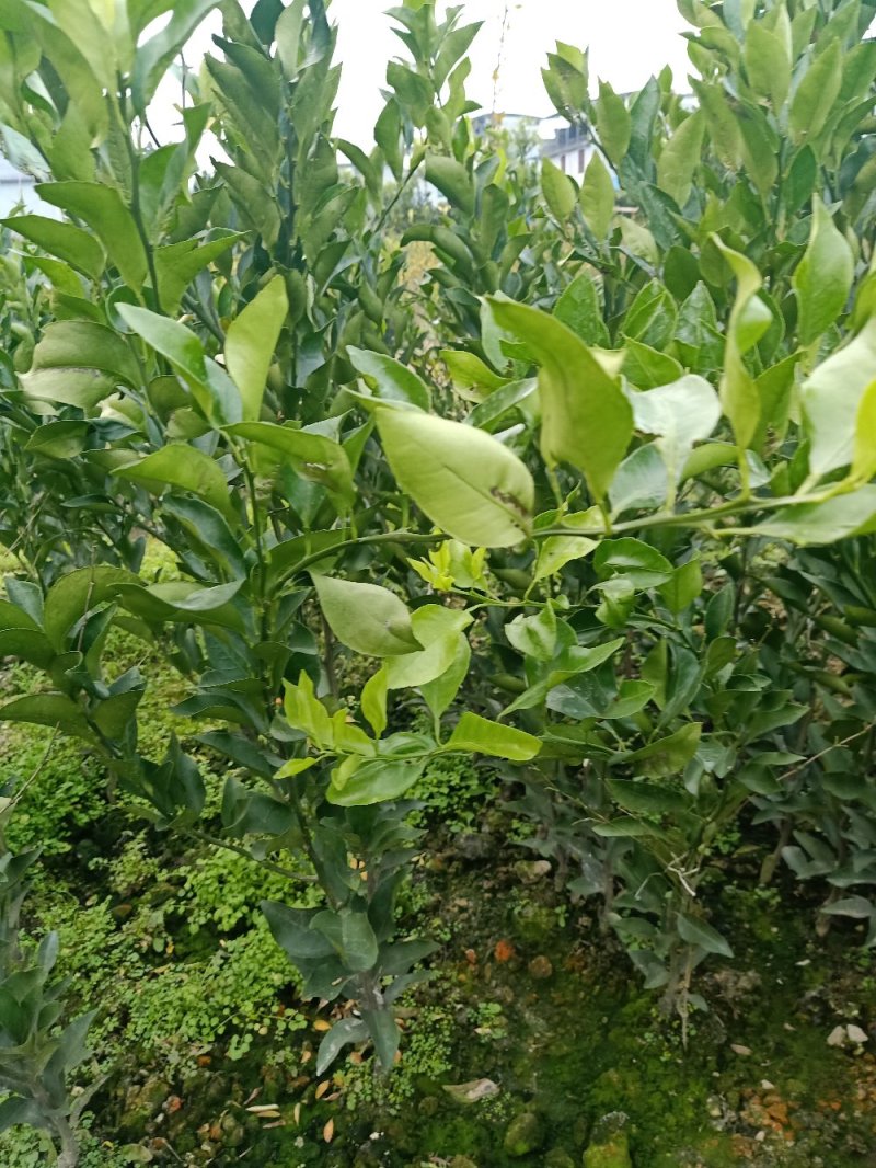 红美人28号苗，明日见苗，脐橙纽荷尔苗，甘平苗