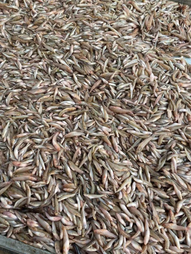 小黄鱼