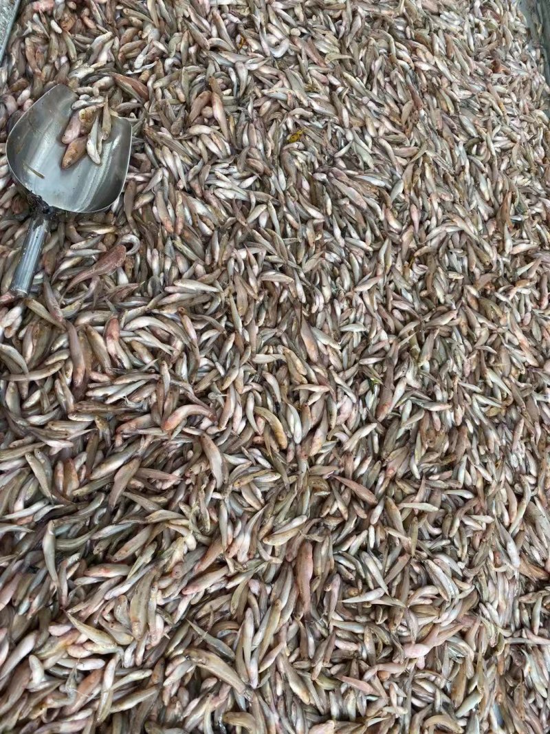小黄鱼