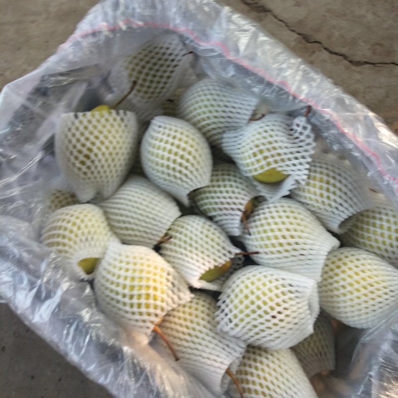 河北鸭梨货源充足价格便宜产地直发一手货源