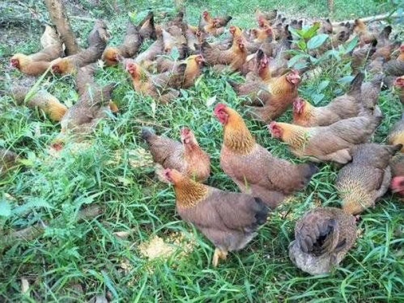 清远麻鸡苗专业孵化厂家直发诚信为本运输包成活