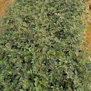 山豆根种苗，杯苗（大量供应，包技术回收）