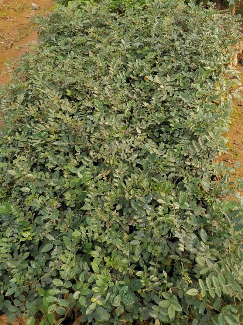 山豆根种苗，杯苗（大量供应，包技术回收）