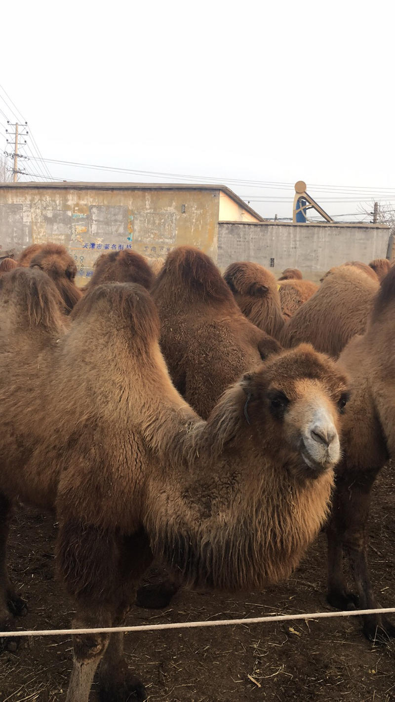 出售双峰骆驼小骆驼成年训好的景区观赏骑乘用
