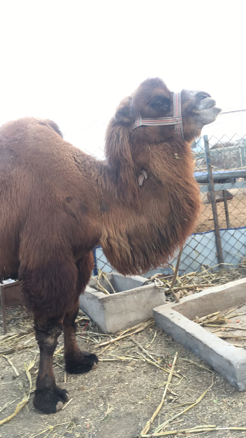 出售双峰骆驼成年骆驼小骆驼等骆驼多少钱一只