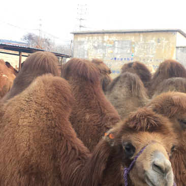 出售双峰骆驼成年骆驼小骆驼等骆驼多少钱一只