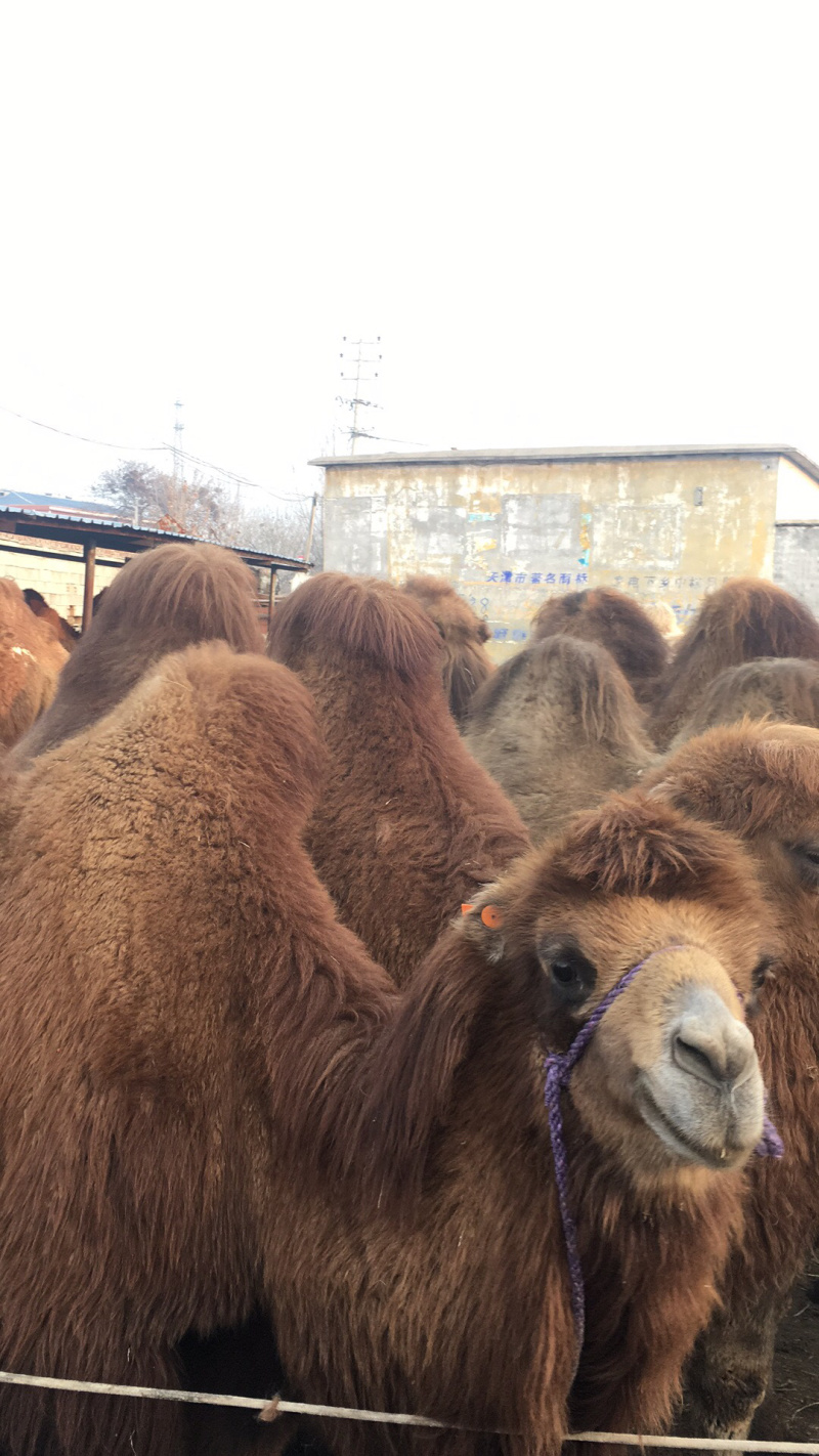 出售双峰骆驼成年骆驼小骆驼等骆驼多少钱一只