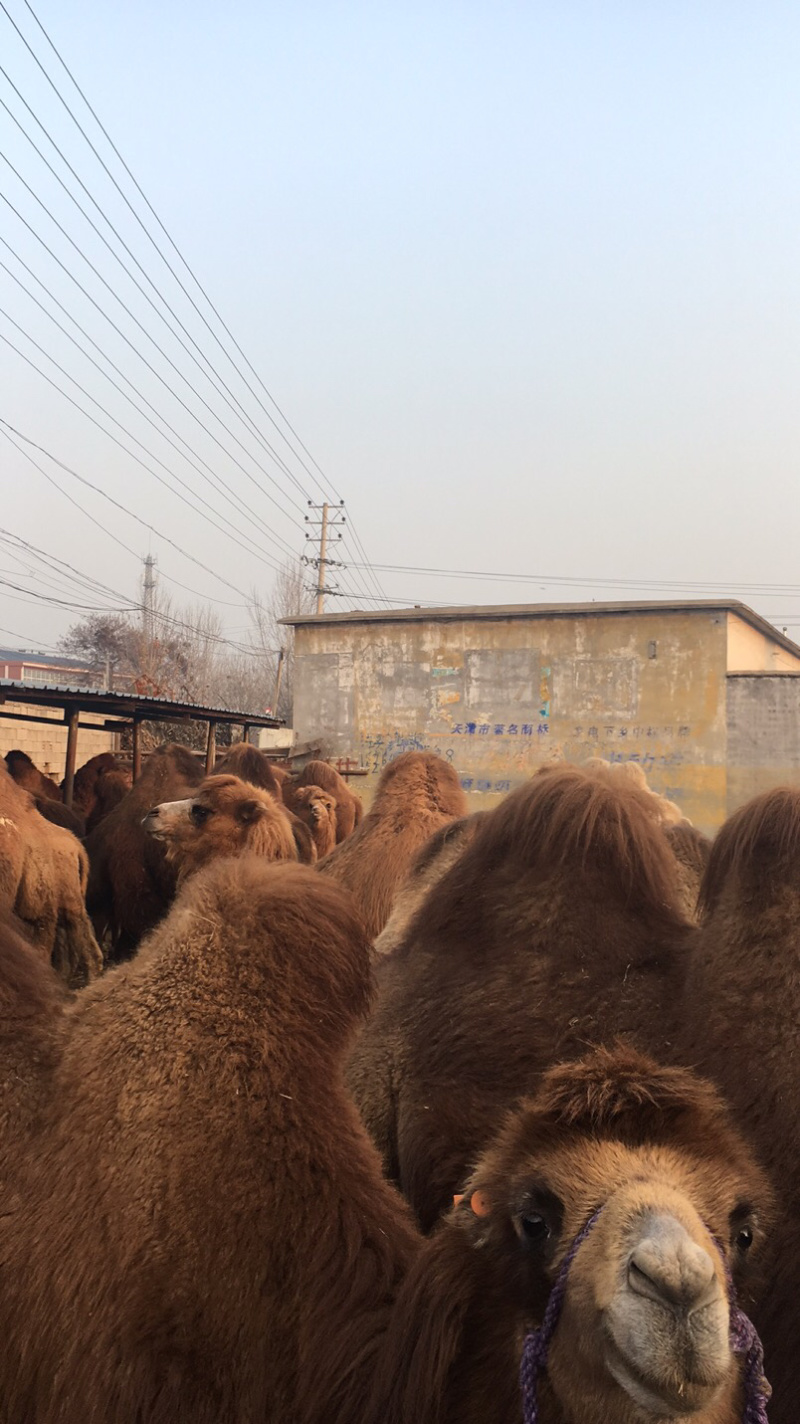 出售双峰骆驼成年骆驼小骆驼等骆驼多少钱一只