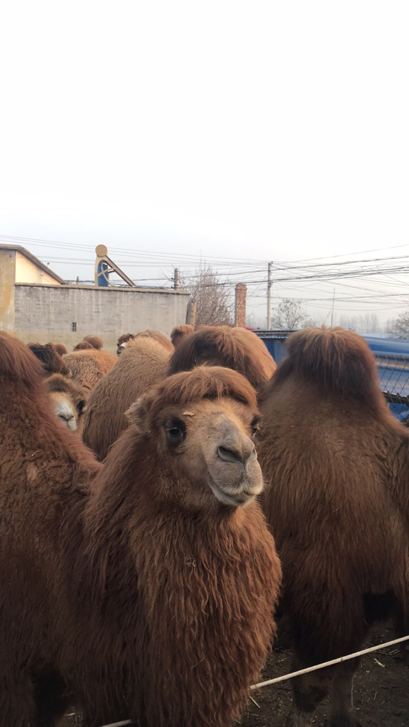 出售双峰骆驼成年骆驼小骆驼等骆驼多少钱一只