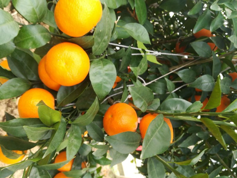 沃柑云南哀牢山沃柑，独特的地理位置，糖度高，味道独特，可