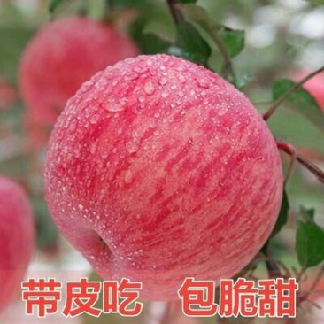 陕西省.渭南市.大荔县各种时令水果（代发、代办）