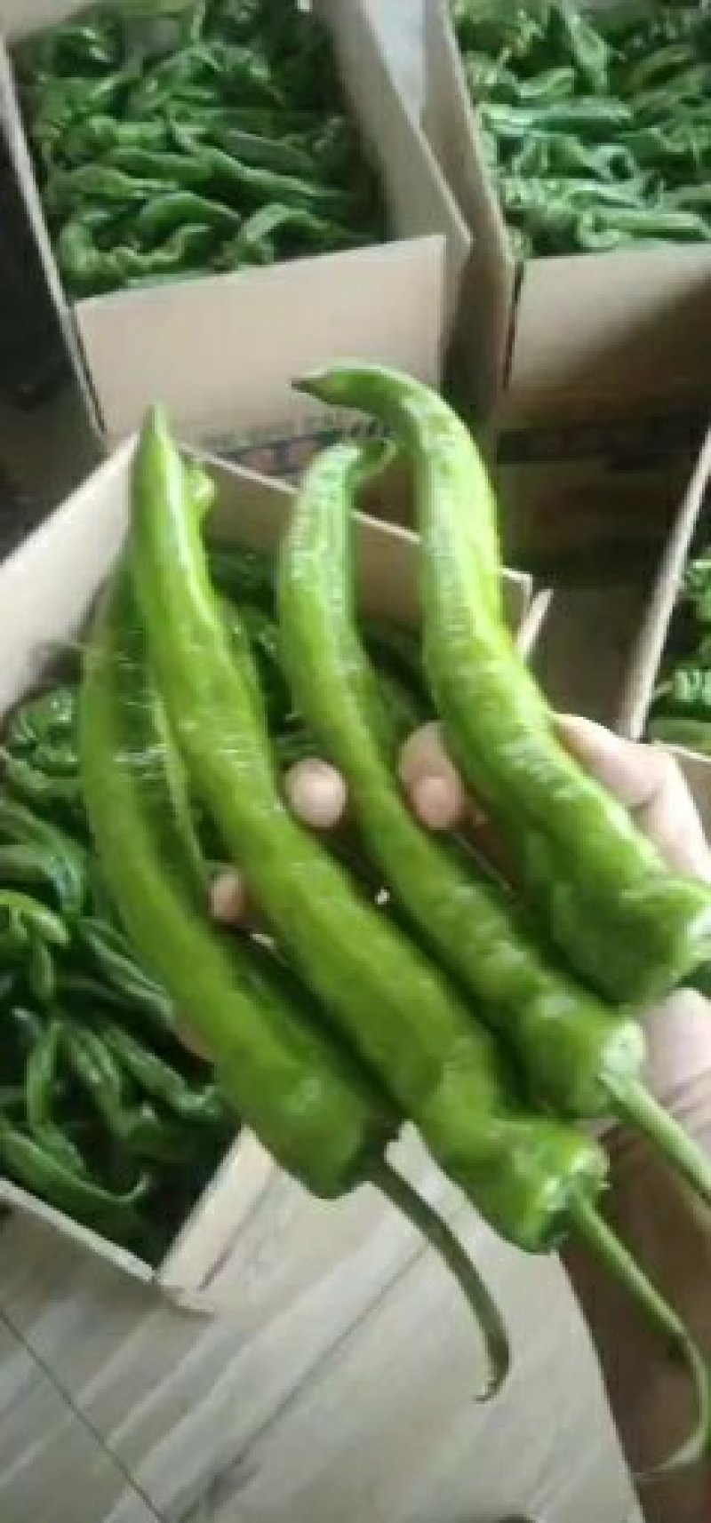 鲜辣椒产地直销价格低廉诚信代办一次合作终身朋友