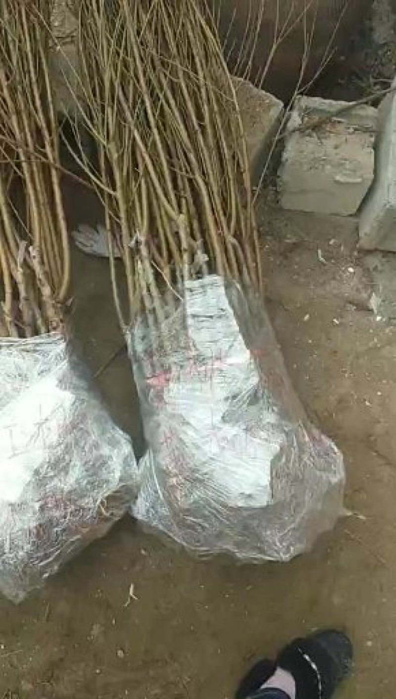 桃树树苗南方北方种植黄桃树苗蟠桃桃树苗盆栽地栽水蜜桃中华