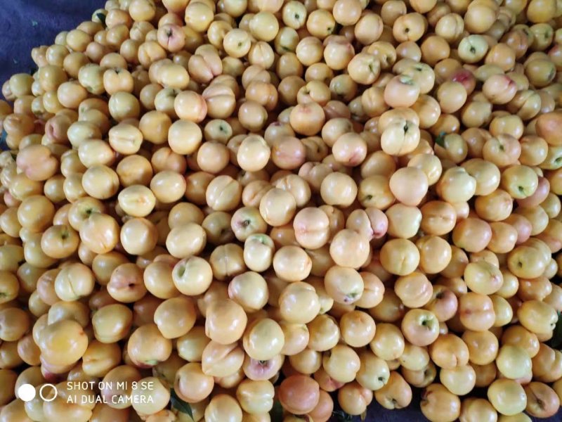桃树树苗南方北方种植黄桃树苗蟠桃桃树苗盆栽地栽水蜜桃中华