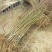 桃树树苗南方北方种植黄桃树苗蟠桃桃树苗盆栽地栽水蜜桃中华