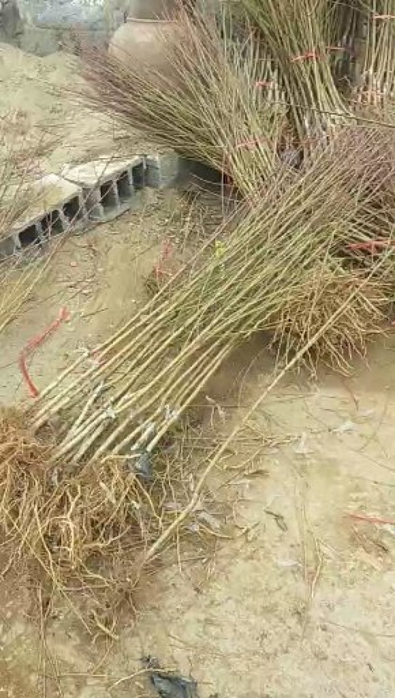 桃树树苗南方北方种植黄桃树苗蟠桃桃树苗盆栽地栽水蜜桃中华
