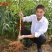 桃树树苗南方北方种植黄桃树苗蟠桃桃树苗盆栽地栽水蜜桃中华