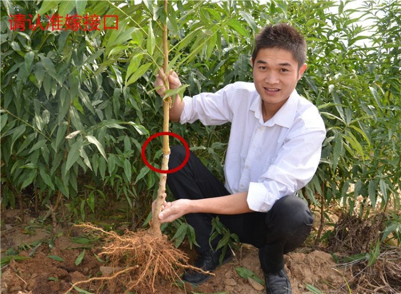 桃树树苗南方北方种植黄桃树苗蟠桃桃树苗盆栽地栽水蜜桃中华