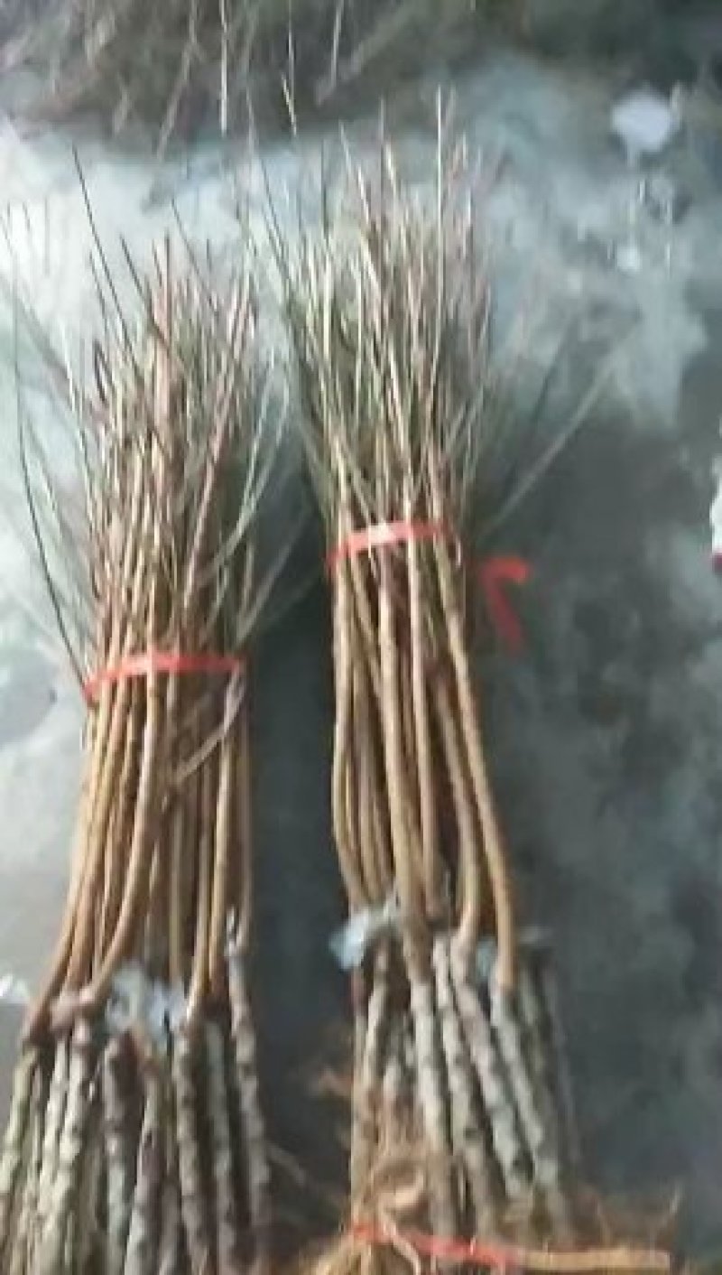 桃树树苗南方北方种植黄桃树苗蟠桃桃树苗盆栽地栽水蜜桃中华