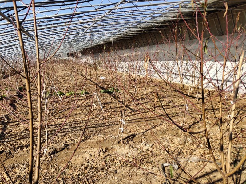 桃树树苗南方北方种植黄桃树苗蟠桃桃树苗盆栽地栽水蜜桃中华