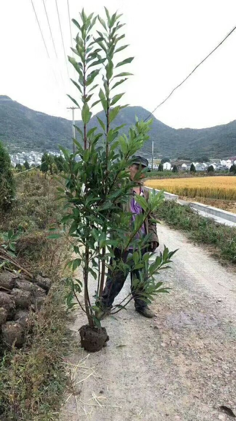 法国冬青绿篱苗，绿篱强专用苗，基地直销