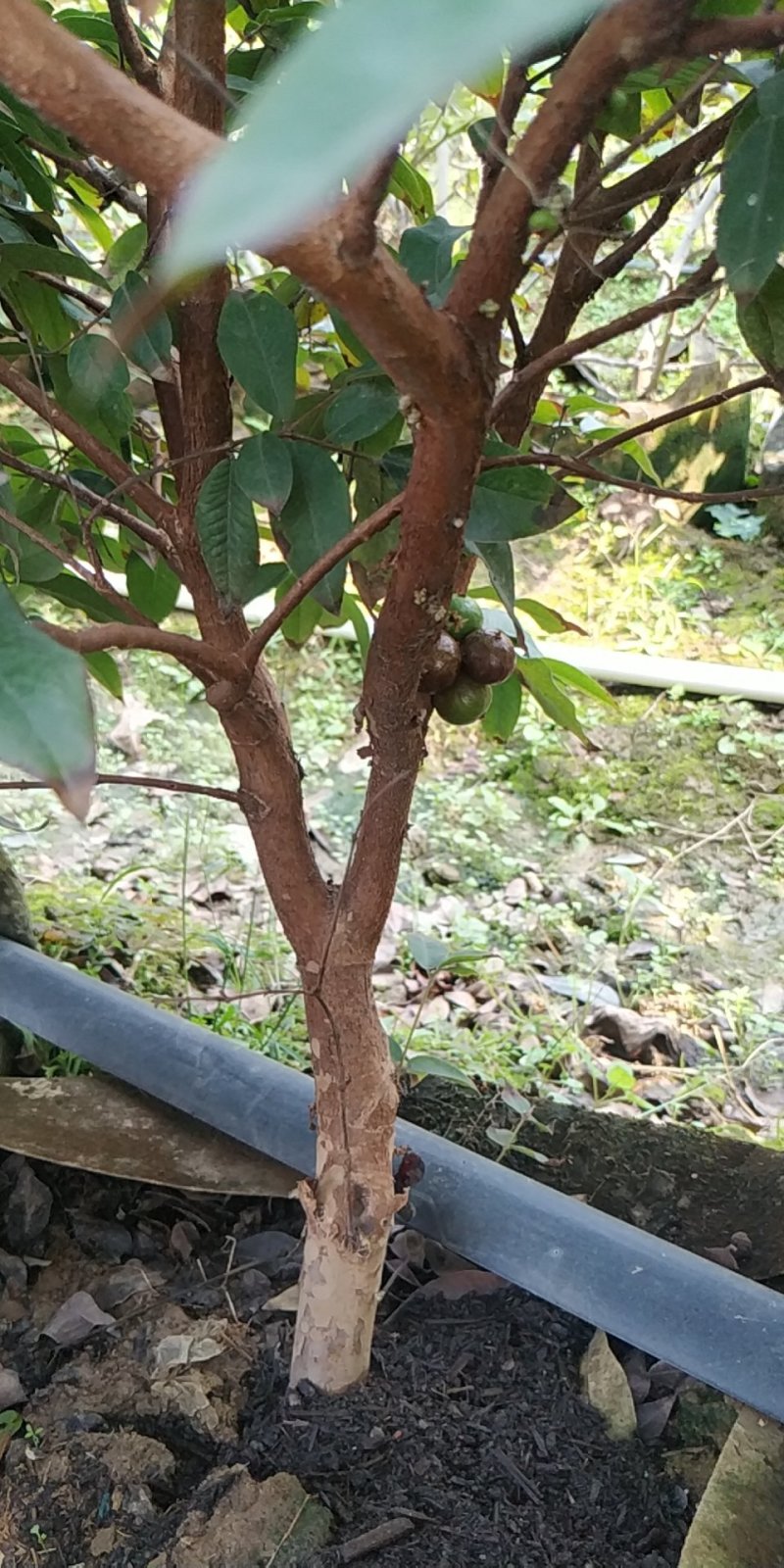 四季红妃嘉宝果