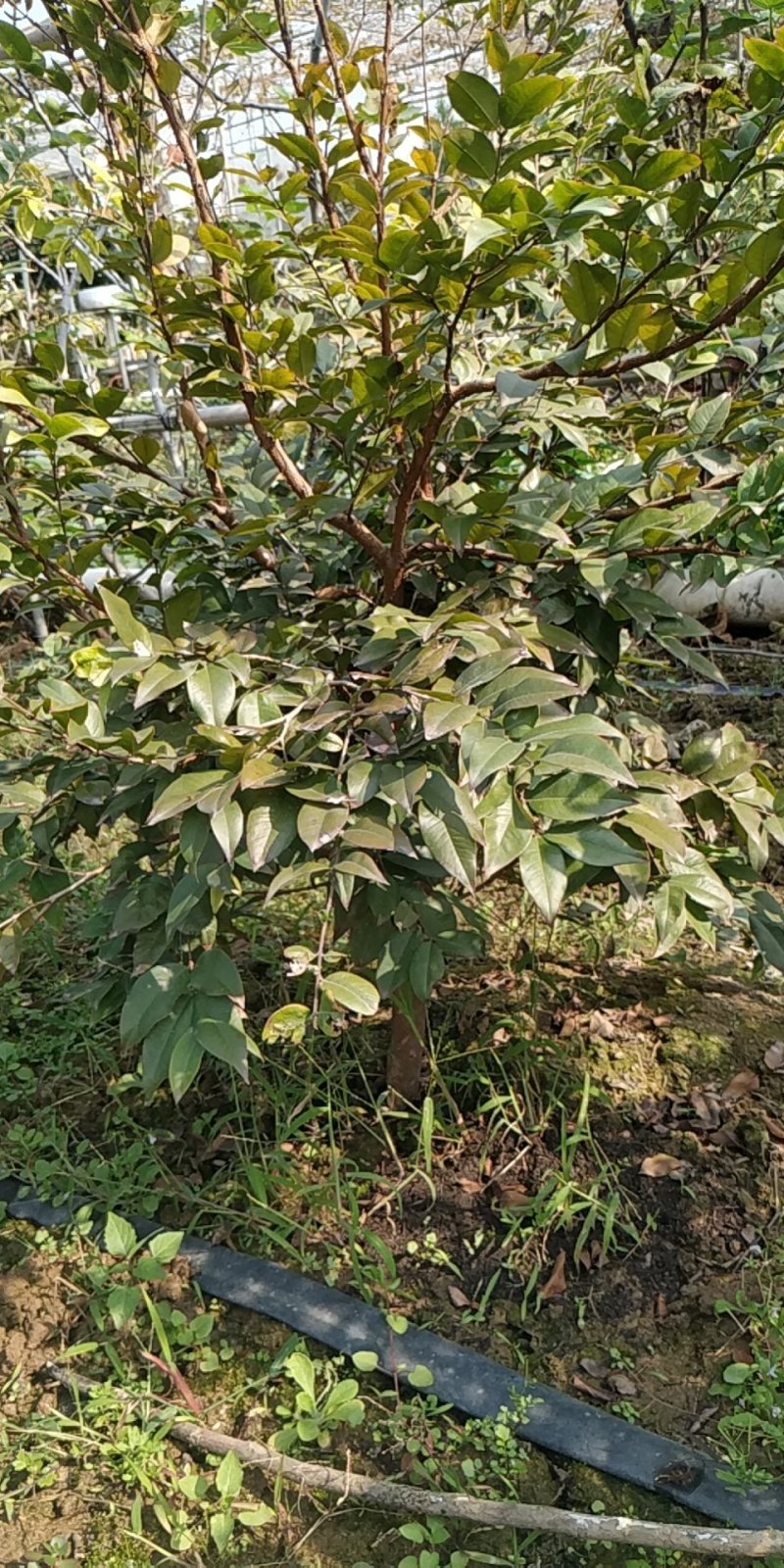 四季红妃嘉宝果