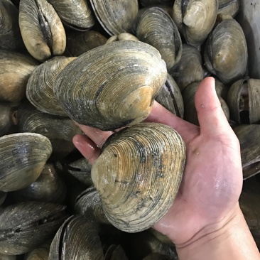 新鲜天鹅蛋鲜活海捕大蛤蜊天鹅蛋肉紫石房蛤海鲜水产贝类