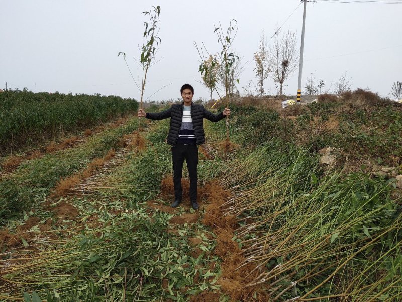 桃树树苗南方北方种植黄桃树苗蟠桃桃树苗盆栽地栽水蜜桃中华