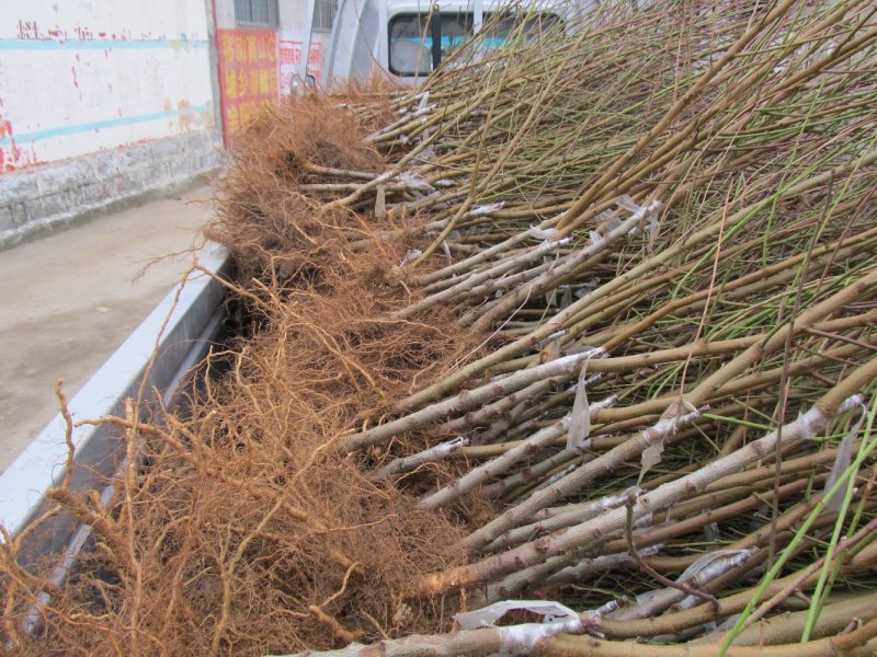 桃树树苗南方北方种植黄桃树苗蟠桃桃树苗盆栽地栽水蜜桃中华