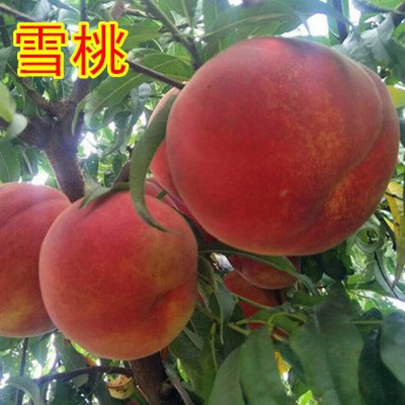 桃树树苗南方北方种植黄桃树苗蟠桃桃树苗盆栽地栽水蜜桃中华
