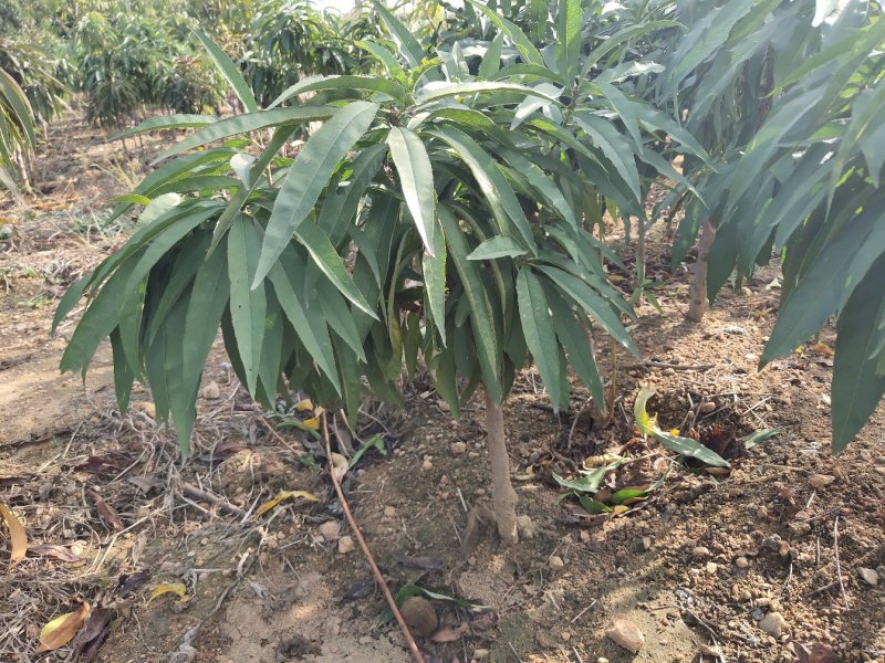 桃树苗水蜜桃苗黄桃寿桃盆栽地栽果树苗适应南方北方种植当年
