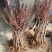 桃树苗水蜜桃苗黄桃寿桃盆栽地栽果树苗适应南方北方种植当年