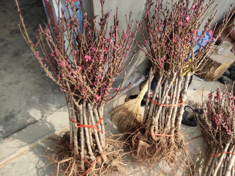桃树苗水蜜桃苗黄桃寿桃盆栽地栽果树苗适应南方北方种植当年