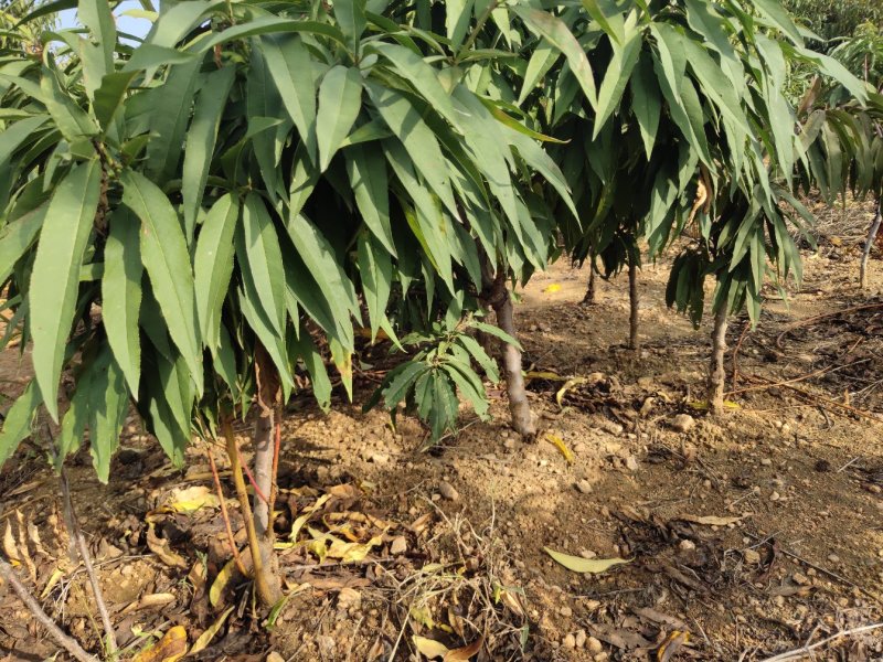 桃树苗水蜜桃苗黄桃寿桃盆栽地栽果树苗适应南方北方种植当年