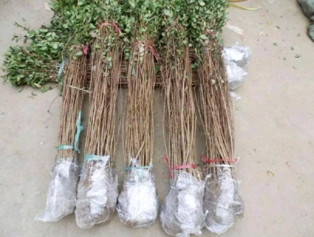 小叶紫檀幼苗在苗床中整齐生长，覆盖地膜