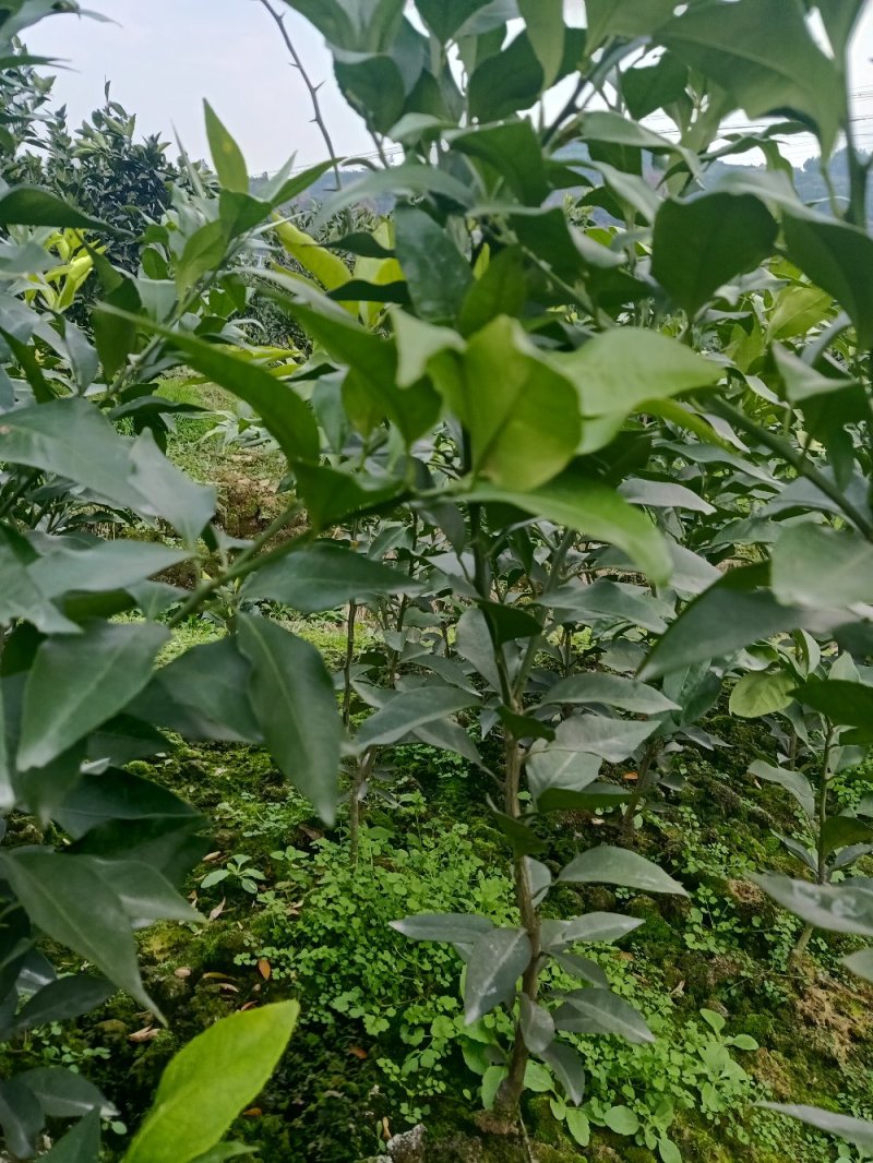 纽荷尔脐橙苗，明日见苗，甘平苗，红美人28号