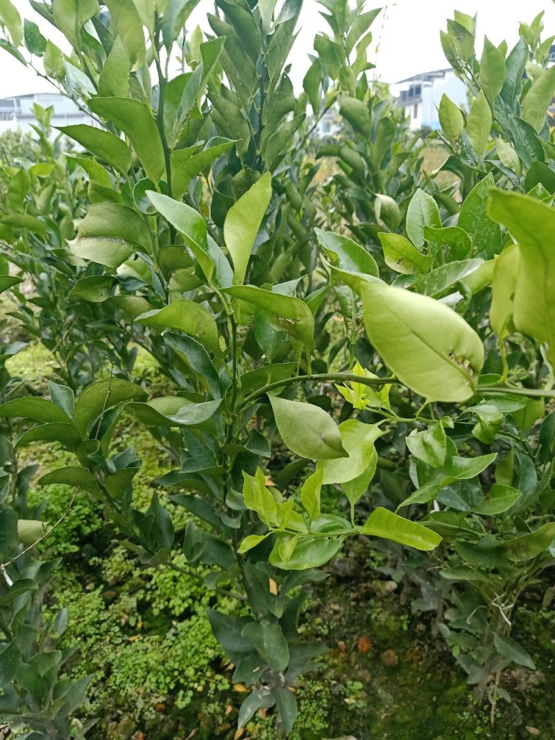 纽荷尔脐橙苗，明日见苗，甘平苗，红美人28号