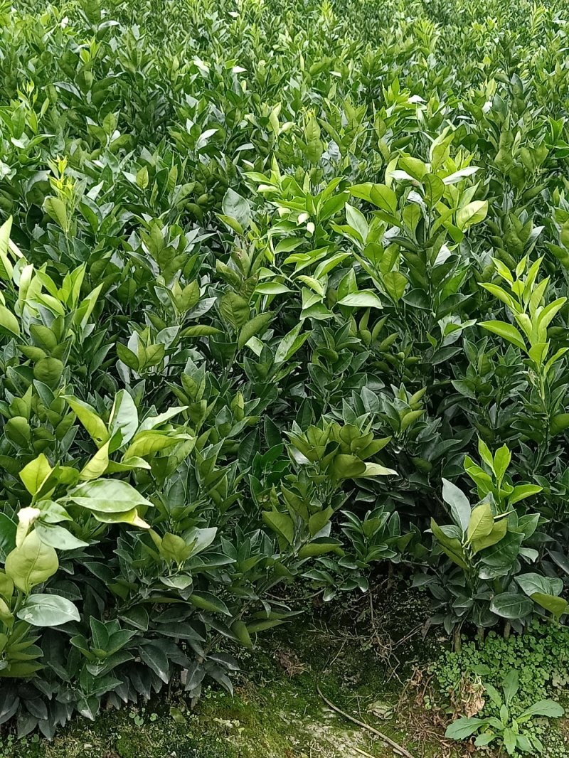 纽荷尔脐橙苗，明日见苗，甘平苗，红美人28号