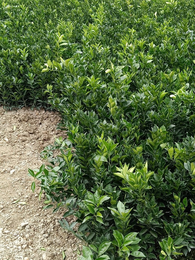 纽荷尔脐橙苗，明日见苗，甘平苗，红美人28号