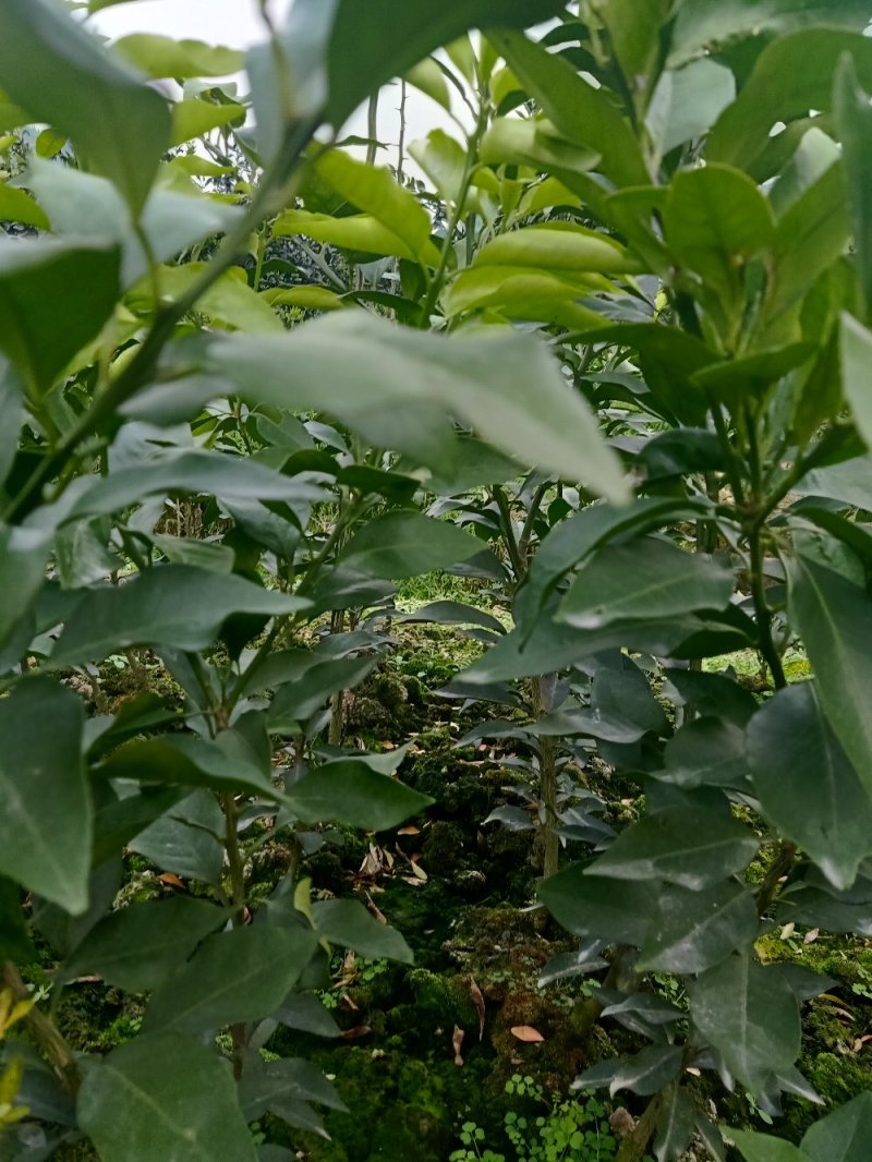 纽荷尔脐橙苗，明日见苗，甘平苗，红美人28号