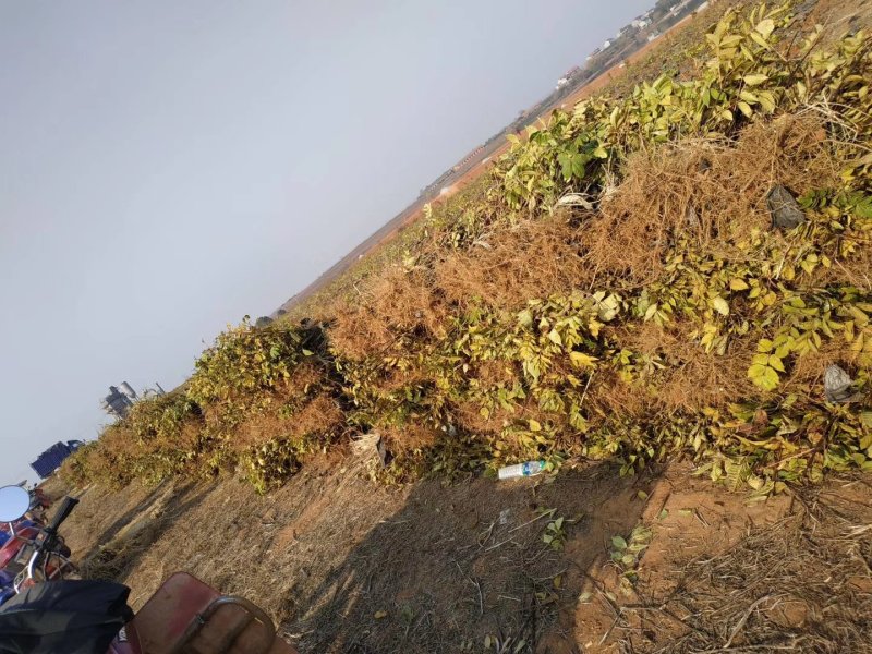 江西中花吴茱萸苗，今天又走一车。只买对的，不买贵的！