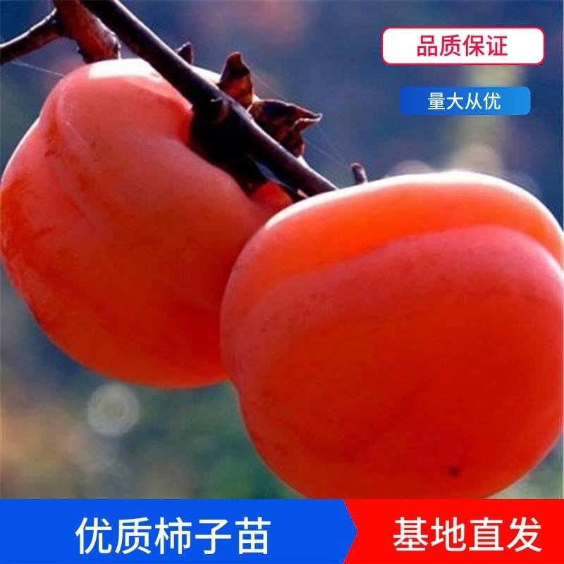 柿子果树嫁接苗特大无核柿甜柿磨盘柿南北方种植基地直发现挖