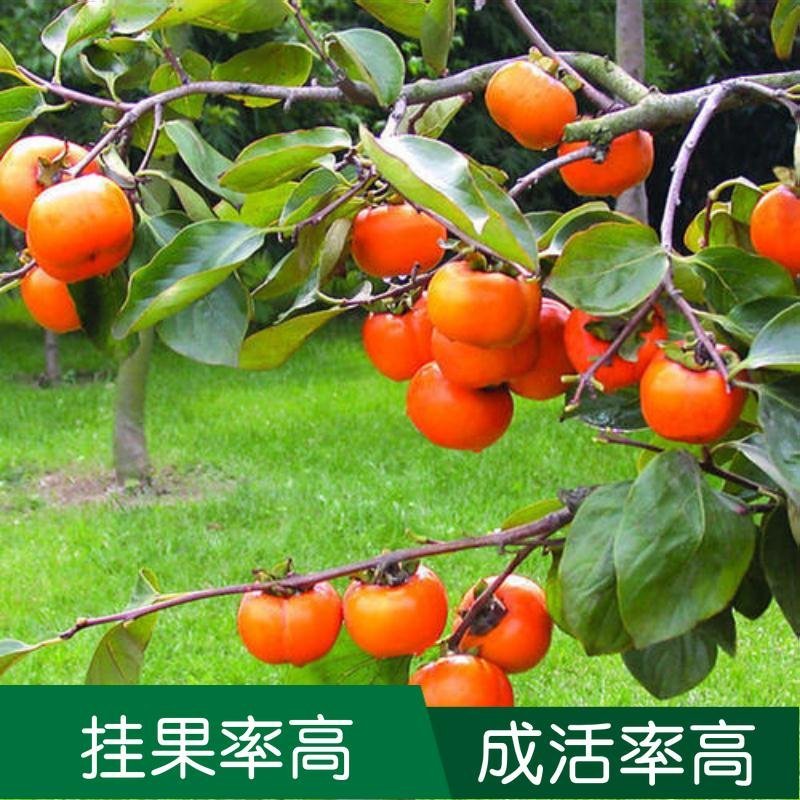 柿子果树嫁接苗特大无核柿甜柿磨盘柿南北方种植基地直发现挖
