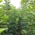 柿子果树嫁接苗特大无核柿甜柿磨盘柿南北方种植基地直发现挖