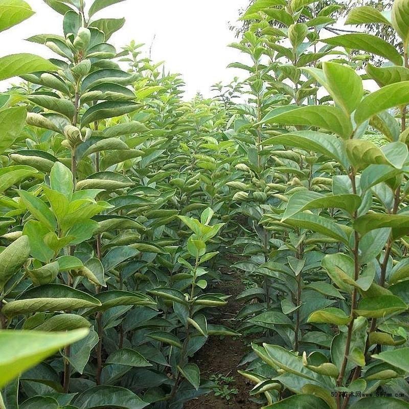 柿子果树嫁接苗特大无核柿甜柿磨盘柿南北方种植基地直发现挖